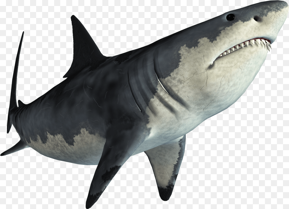 Shark Jaws Tadzio Transparent Background Shark, Animal, Fish, Sea Life, Great White Shark Png Image