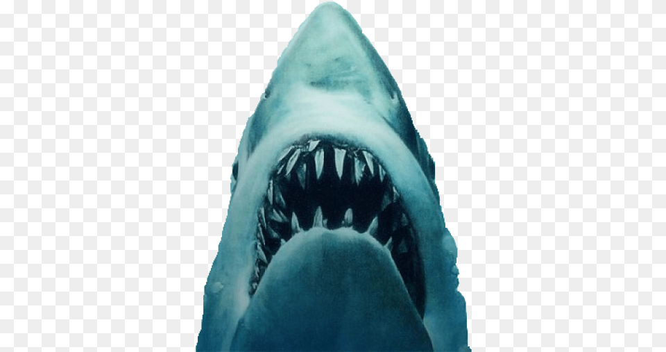 Shark Jaws Jaws Poster, Animal, Sea Life, Fish, Great White Shark Free Transparent Png