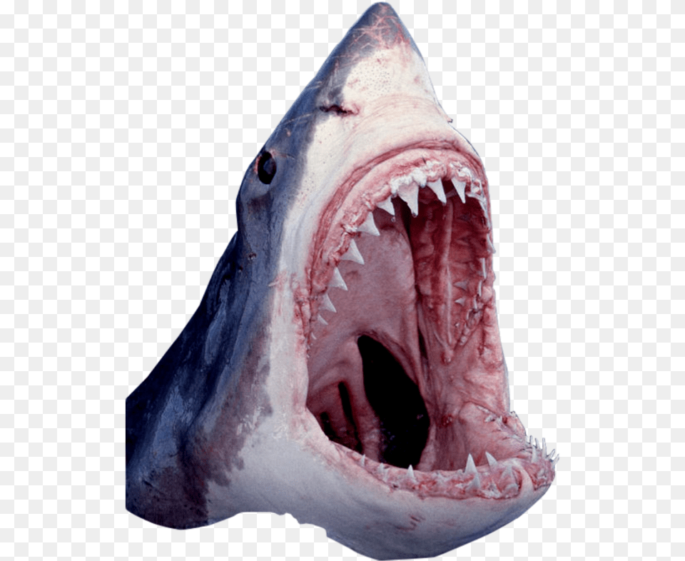 Shark Mouth 3 Great White Shark, Animal, Fish, Sea Life Free Png Download
