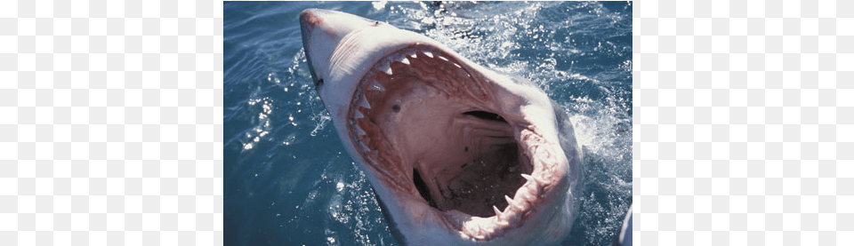 Shark Mouth Close Up, Animal, Fish, Sea Life, Great White Shark Png