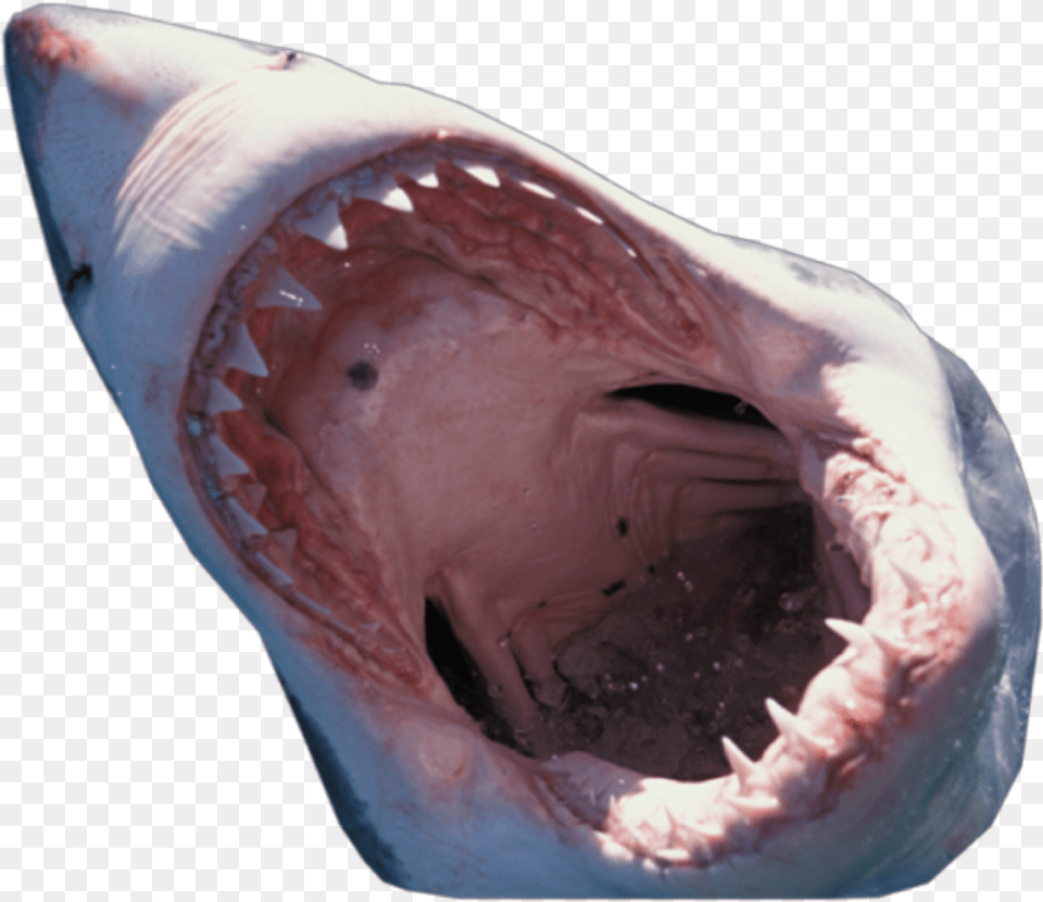 Shark Mouth Transparent Background Shark Mouth Close Up, Animal, Fish, Sea Life Free Png