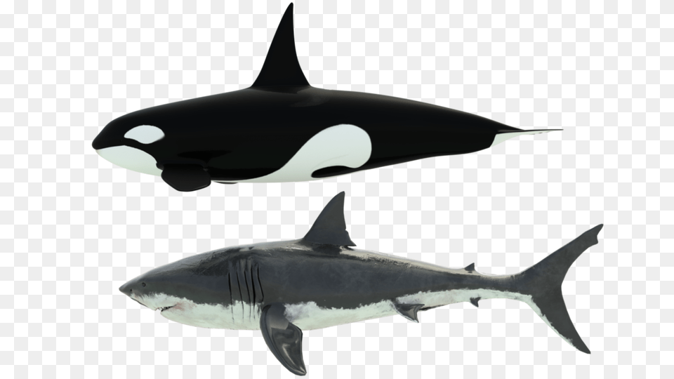 Shark Orca Size Reference, Animal, Sea Life, Fish Free Png Download