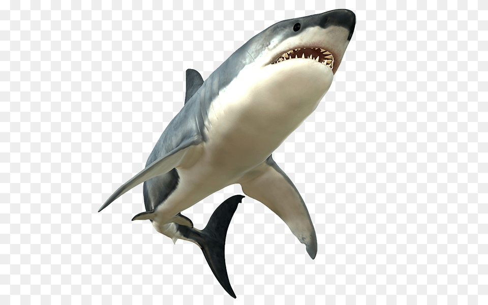 Shark Picture, Animal, Sea Life, Fish, Great White Shark Png