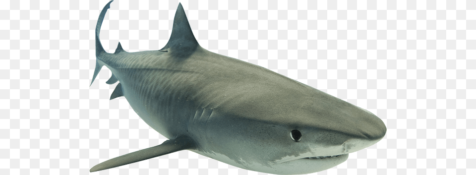 Shark Picture Black And White Shark, Animal, Sea Life, Fish, Great White Shark Free Png Download