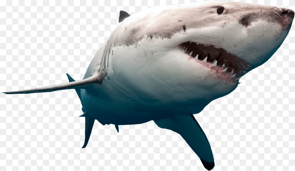 Shark Picture Great White Shark, Animal, Sea Life, Fish, Great White Shark Free Transparent Png