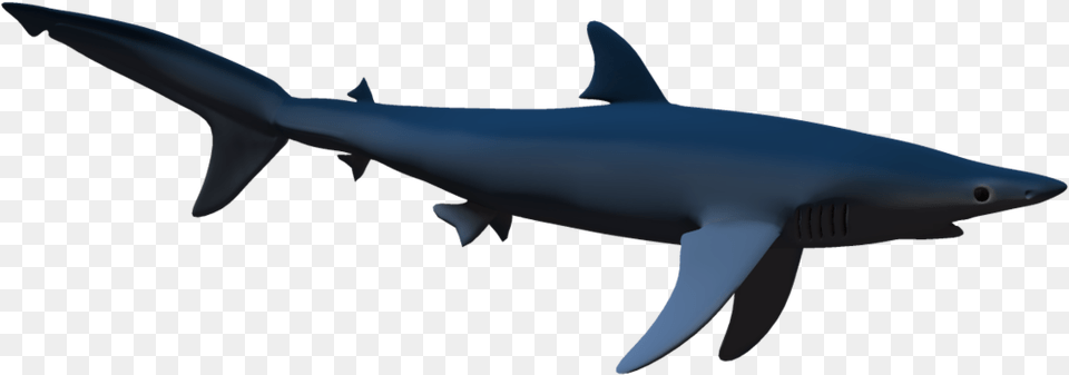 Shark Real Shark Shadow, Animal, Sea Life, Fish, Great White Shark Free Transparent Png