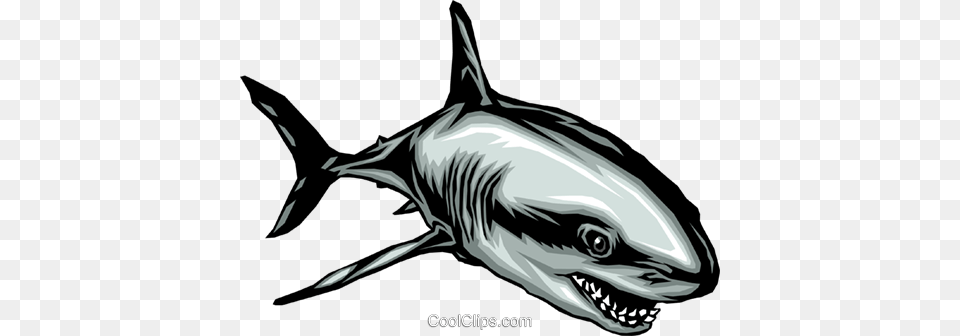 Shark Royalty Vector Clip Art Illustration, Animal, Sea Life, Fish Free Png Download