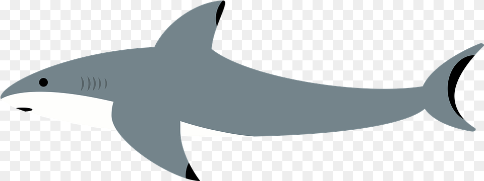 Shark Sea Water On Pixabay Tipos De Tubares, Animal, Sea Life, Fish Png Image