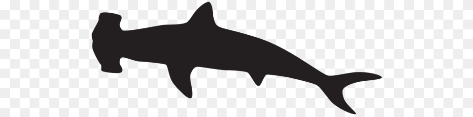 Shark Shark, Animal, Sea Life, Fish Png Image