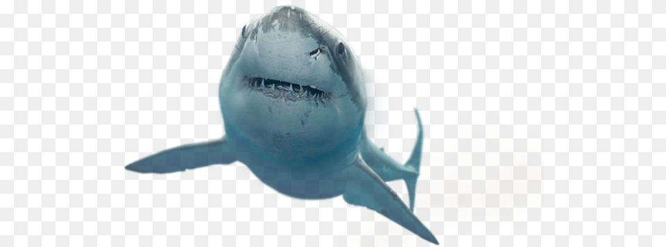Shark Shark Tumblr, Animal, Fish, Sea Life, Great White Shark Free Transparent Png