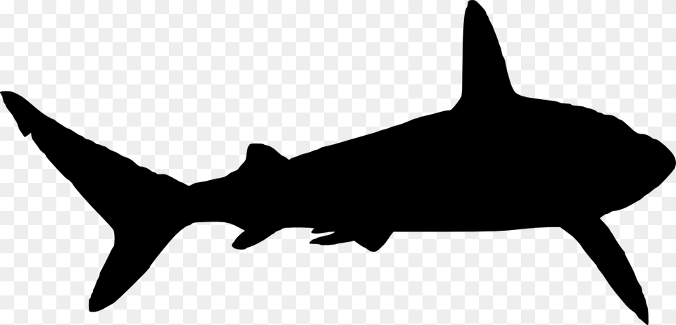 Shark Silhouette, Animal, Fish, Sea Life Free Png