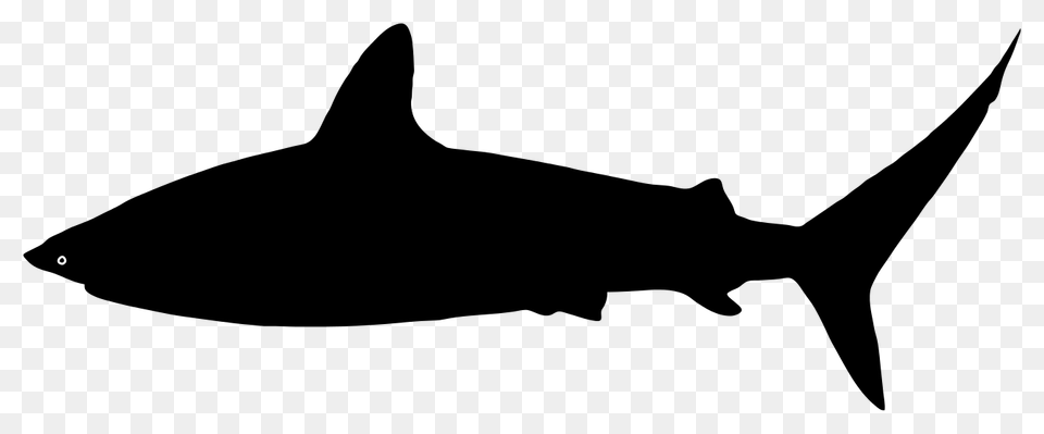 Shark Silhouette, Gray Png