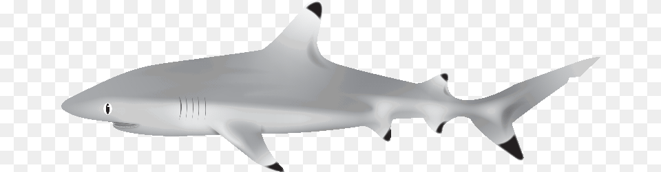 Shark Swimming Animated Gif, Animal, Fish, Sea Life, Aircraft Free Png