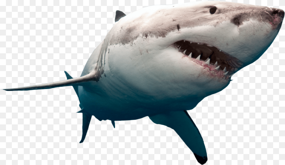Shark Swimming Great White Shark No Background, Animal, Sea Life, Fish, Great White Shark Free Png Download