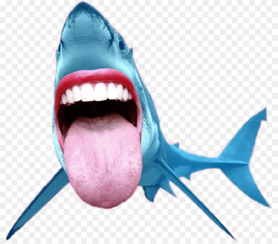 Shark Tiburon Sea Mouth Boca Tongue Lengua Fun Creative, Body Part, Person, Animal, Fish Png Image