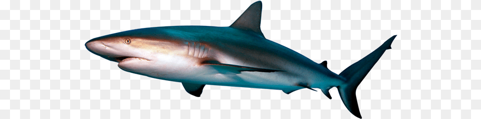Shark 1 Image Reef Shark Background, Animal, Fish, Sea Life, Great White Shark Free Transparent Png