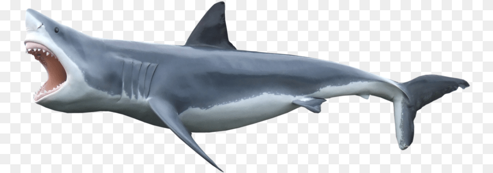 Shark Transparent Background, Animal, Sea Life, Fish, Great White Shark Png