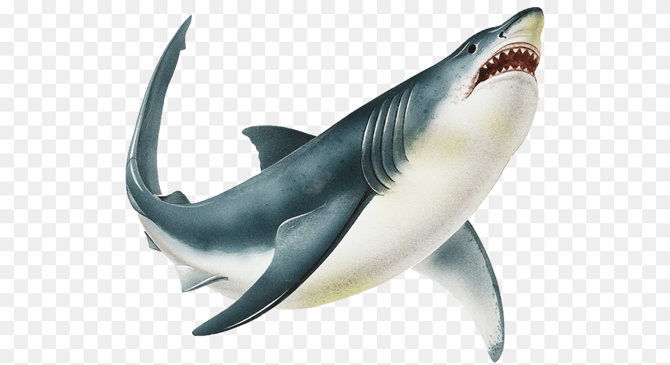 Shark Background Shark In Peril In The Sea, Animal, Sea Life, Fish Free Transparent Png