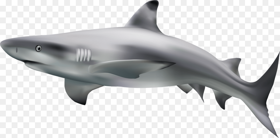 Shark Transparent Clip Art Image Shark With Transparent Background, Animal, Fish, Sea Life Free Png