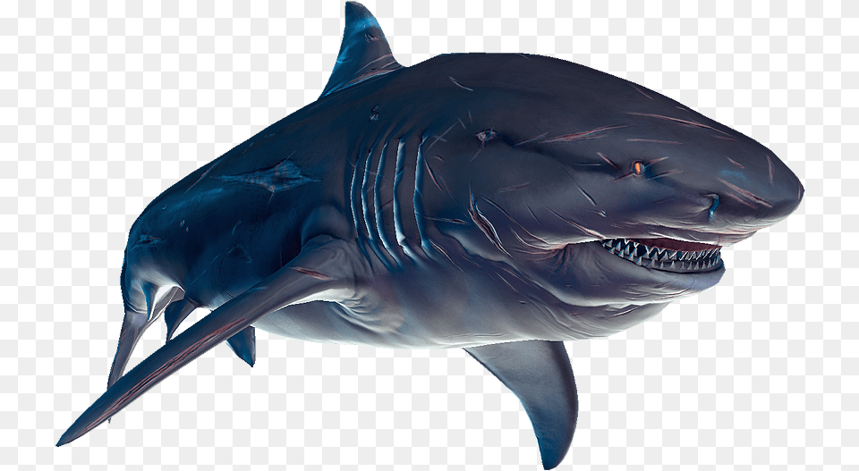 Shark Transparent Depth Imagenes De Tiburon Blanco Tigre O Toro, Animal, Sea Life, Fish Png Image