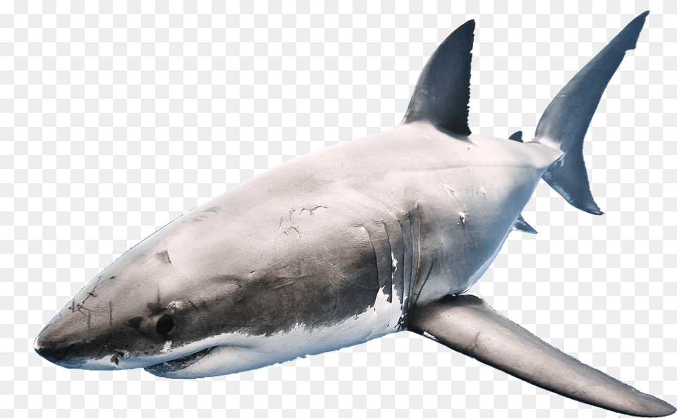 Shark Transparent Format Shark In A Fishbowl, Animal, Sea Life, Fish, Great White Shark Png