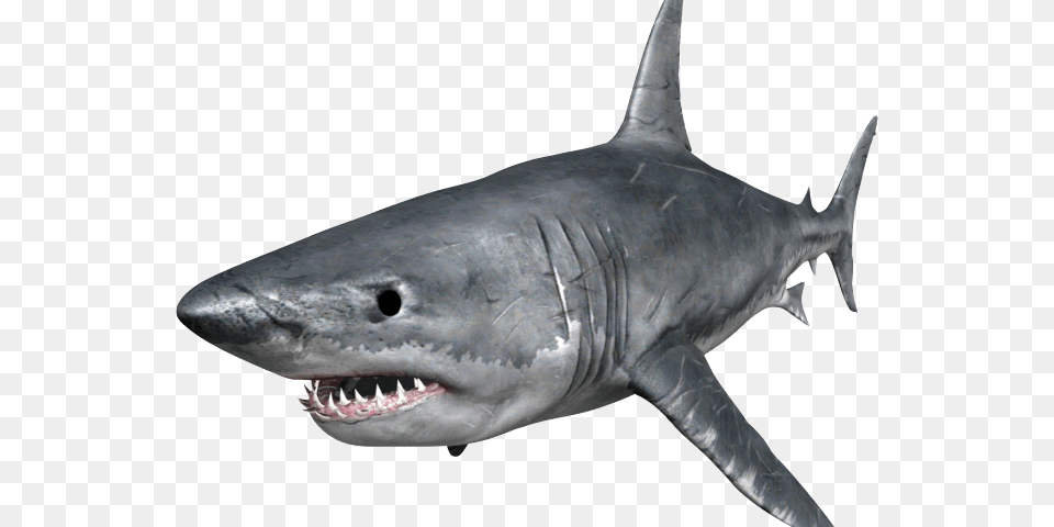 Shark Images Hungry Shark, Animal, Fish, Sea Life, Great White Shark Free Transparent Png