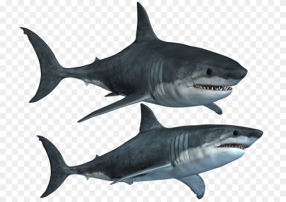 Shark Transparent Pic, Animal, Fish, Sea Life, Great White Shark Free Png