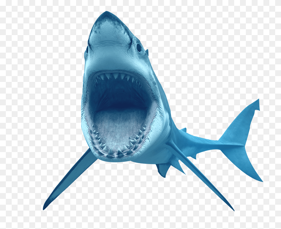 Shark Transparent Pictures, Ice Cream, Text, Cream, Dessert Free Png Download