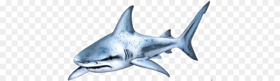 Shark Shark, Animal, Sea Life, Fish Free Transparent Png