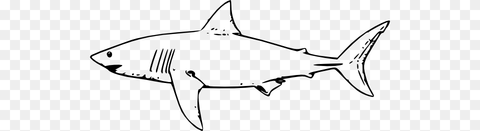 Shark Wheatpaste Luke Clip Art, Animal, Fish, Sea Life, Great White Shark Png Image
