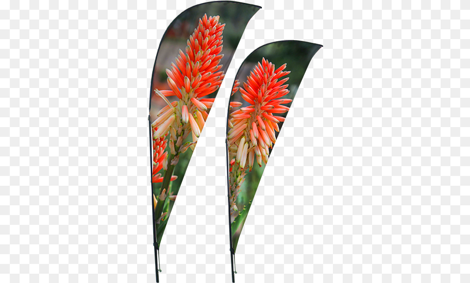 Sharkfin Banner, Flower, Petal, Plant, Flower Arrangement Free Png Download