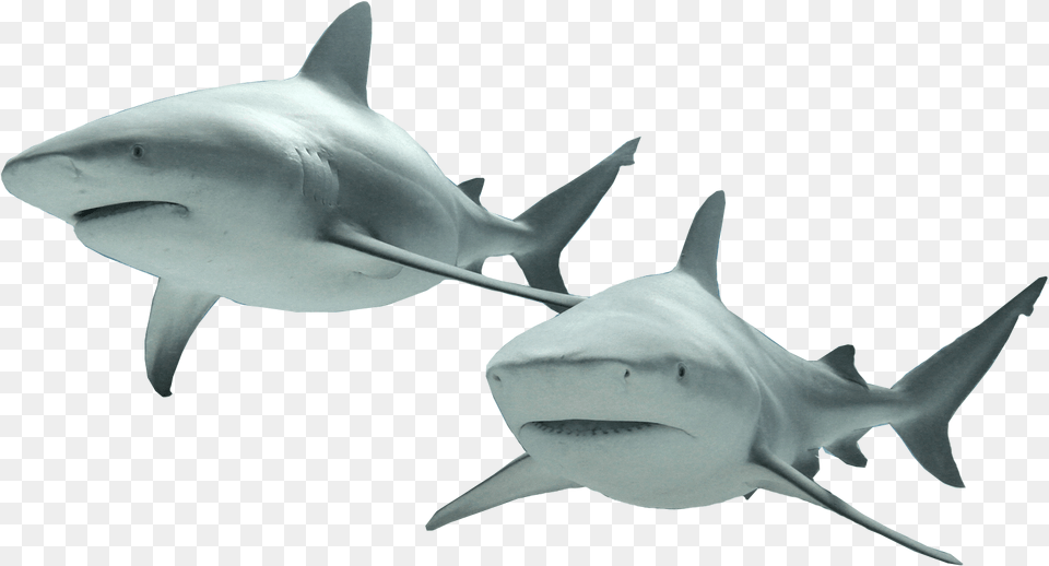 Sharks, Animal, Sea Life, Fish, Shark Free Transparent Png