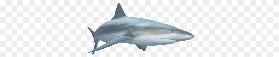 Sharks Clipart Web Icons, Animal, Fish, Sea Life, Shark Free Transparent Png