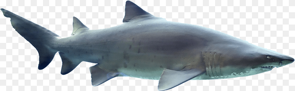 Sharks Free Pic Sand Tiger Shark, Animal, Fish, Sea Life Png Image