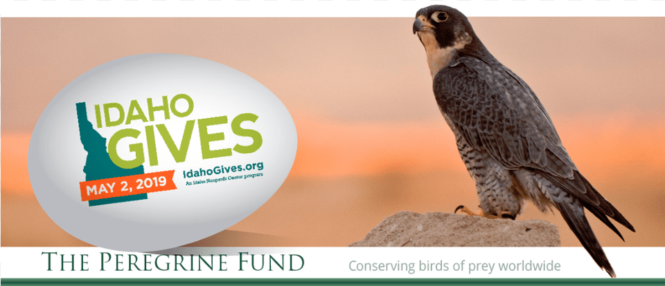 Sharp Shinned Hawk, Accipiter, Animal, Beak, Bird Png Image