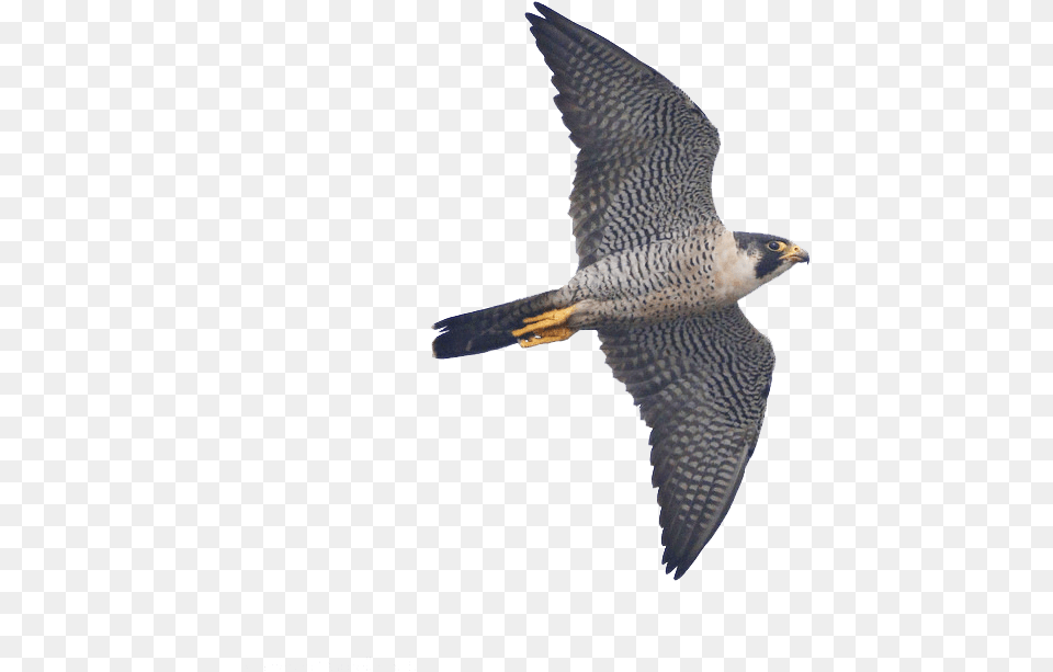 Sharp Shinned Hawk, Accipiter, Animal, Bird, Kite Bird Free Png