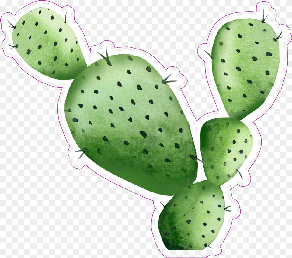 Sharp Watercolor Cactus Sticker Watercolor Cactus Transparent, Plant Free Png