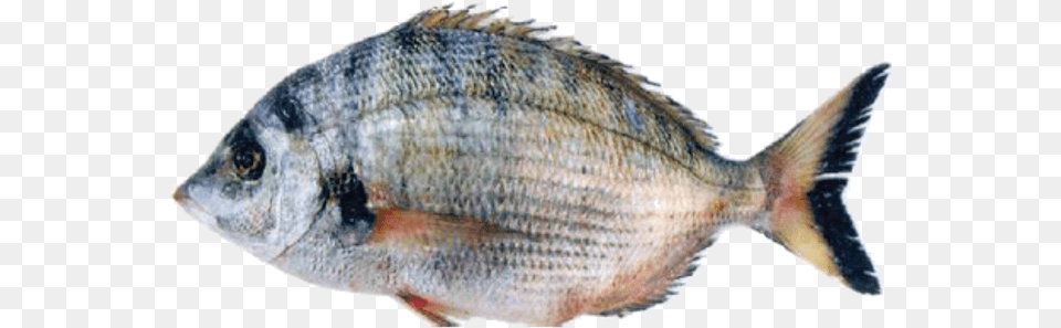 Sharpsnout Seabream Red Seabream, Animal, Fish, Sea Life, Perch Png