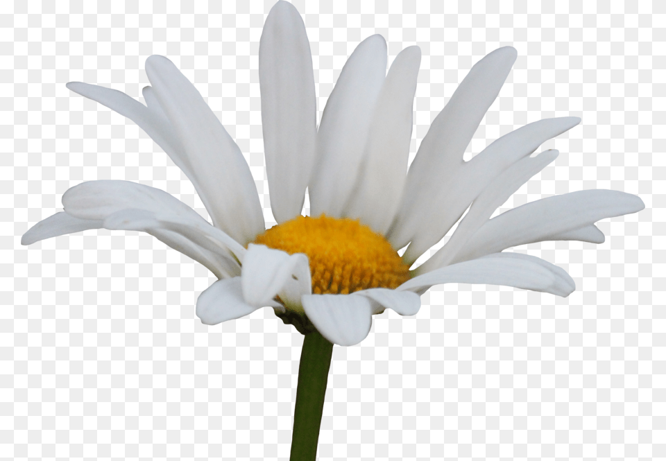 Shasta Daisy By Thy Transparent Background Transparent Daisy, Flower, Petal, Plant, Pollen Free Png