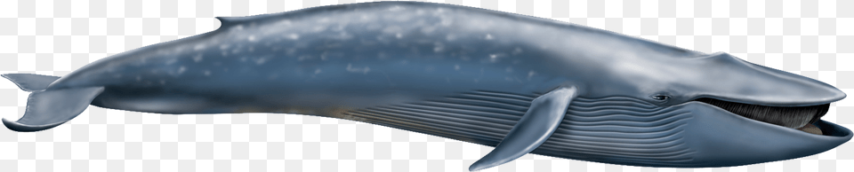 Shastasaurus Vs Blue Whale, Animal, Mammal, Sea Life, Fish Free Transparent Png