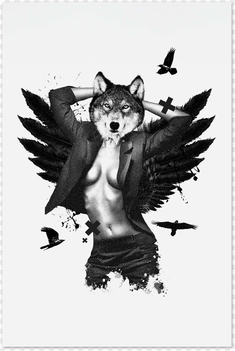 She Wolf Kunstkort Birds Wings Hd, Animal, Bird, Adult, Bride Png Image