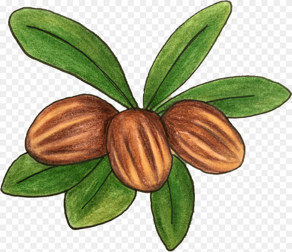 Shea Butter Tree, Almond, Food, Grain, Produce Free Transparent Png