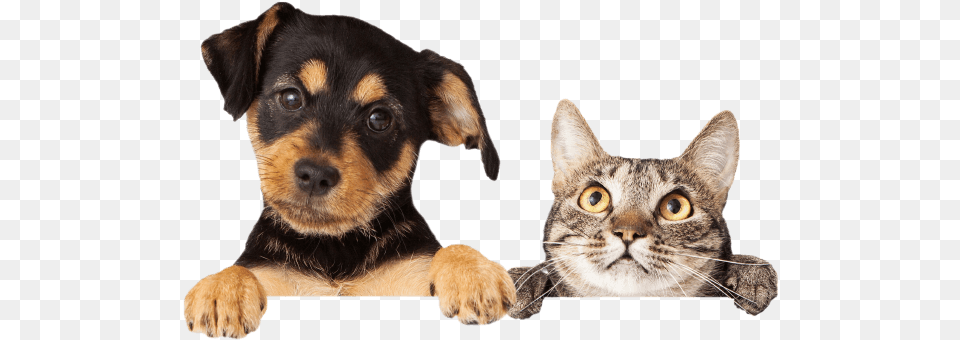 Sheabel Veterinary Hospital Animal Vet Stock, Canine, Dog, Mammal, Pet Free Png