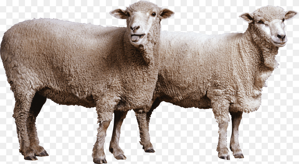 Sheep Free Png Download