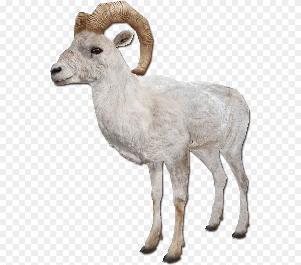Sheep, Animal, Antelope, Livestock, Mammal Free Png