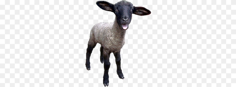 Sheep, Animal, Livestock, Mammal Png