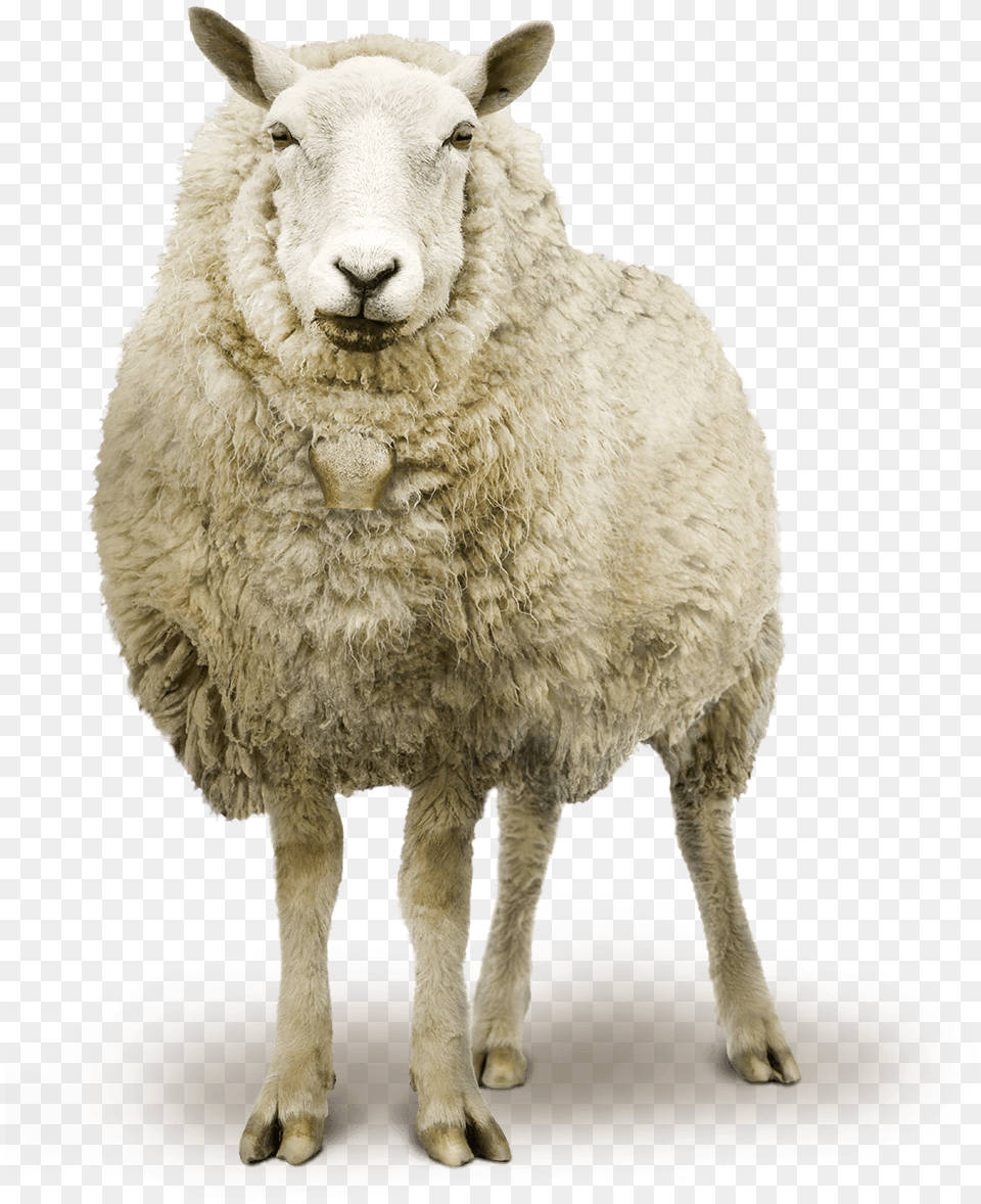 Sheep, Animal, Livestock, Mammal Png Image
