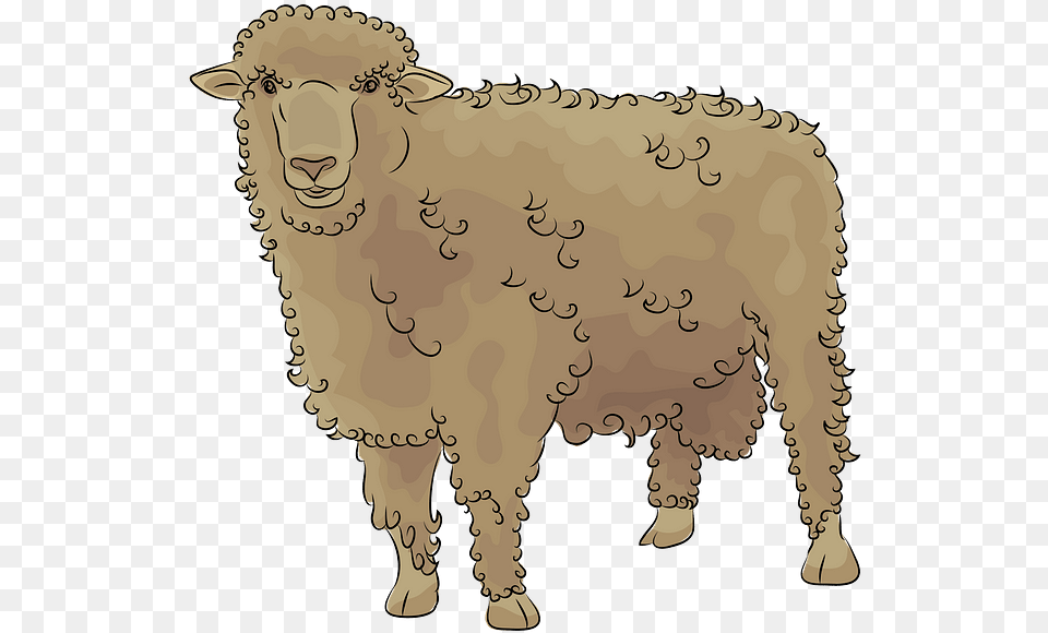 Sheep, Livestock, Animal, Mammal, Person Free Png Download