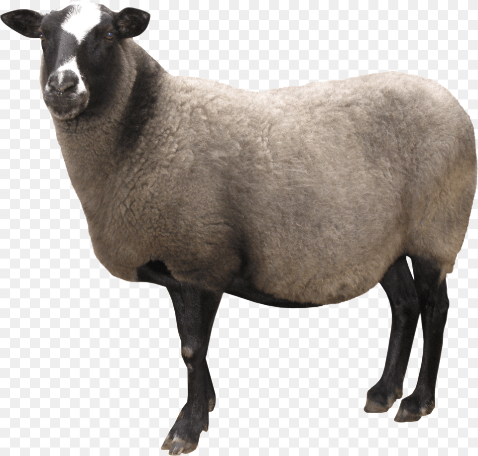 Sheep, Animal, Livestock, Mammal Free Png