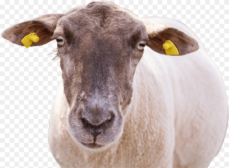 Sheep Png